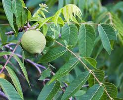 20 Edible Companion Plants For Black Walnuts Black Walnut Tree Walnut Tree Black Walnuts