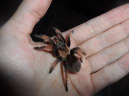 Image result for Emilia brachycephala