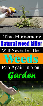 Obviously you can't do this during peak summer or drought scenarios due to fire risk. How To Kill Weeds Using Vinegar Balcony Garden Web
