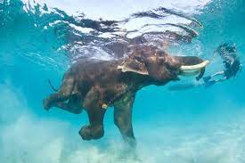 Swimming Fant Elephant Cute Animals Thailand Elephants