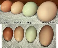 Egg Size Equivalents Egg Conversion Charts Food Hacks Cooking Tips Human Food