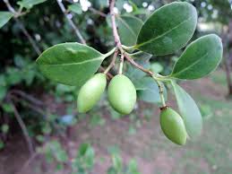 Image result for Elaeodendron croceum