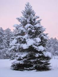Can technology combat climate change? 10 Snow Covered Christmas Trees Ideas In 2020 Snow Covered Christmas Trees Snow Winter Scenery