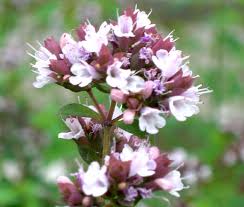 Image result for Origanum