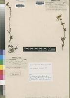 Image result for Ocimum fimbriatum