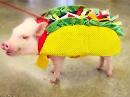 Adorable Costumes Given To Animals On Dress Up Your Pet Day Baby Pigs Funny Pigs Pet Day