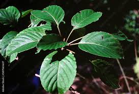 Image result for Hymenodictyon