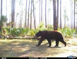 Emastiff wireless motion pir sensor detector alarm system. Motion Activated Cameras Capture Animals Being Wild Weird Fort Worth Business Press