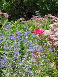 Knockout Rose Blue Caryopteris And Pink Joe Pye Flowers Attract Butterflies And Other Pollinators W Landscape Design Pollinator Garden Traditional Landscape