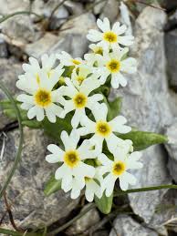 Image result for Primulaceae