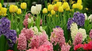 În românia există o mulțime de obiceiuri și superstiții cu ocazia acestei sărbători, deoarece este una dintre cele mai. Floriile TradiÈ›ii È™i SuperstiÈ›ii Ce Trebuie SÄƒ Nu Faci