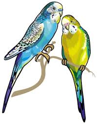 Jaanam fida e haideri : Nette Sittich Paar In Der Liebe Hand Gezeichnete Cartoon Wellensittiche Auf Zweig Entzuckende Vogelillustration Valentinstag Grusskarte Lizenzfrei Nutzbare Vektorgrafiken Clip Arts Illustrationen Image 62003377