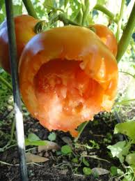 Netting is another option for creating a physical barrier to keep birds away from tomatoes. Why Do Birds Eat Tomatoes We Are Not Foodies