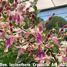 Image result for Orthanthera