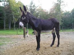 Maybe you would like to learn more about one of these? Mammoth Jack Cute Animals Horses Animals