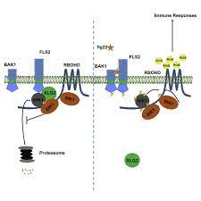 Plants lack specialized immune cells—all plant cells participate in the plant immune response. Newly Discovered Enzyme Is Firing Pin For Plant Immunity