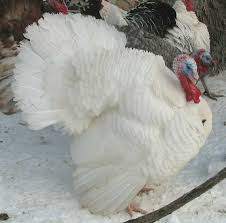 Birds That Look Like Turkeys White Holland Porter S Rare Heritage Turkeys Raising Turkeys Turkey Breeds Beautiful Chickens