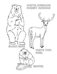 The spruce / jskbirds the ultimate guide the spruce / jskbirds of the more than 300 hummingbird species in the world, fewer. North American Animals Colouring Pages By The Home Art Club Tpt
