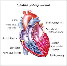 Jantung Tubuh Manusia Gambar Manusia