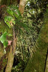 Image result for Vittaria elongata