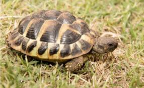ヘルマンリクガメの特徴と飼育方法を紹介 おすすめの餌や飼育環境は woriver リクガメ リクガメ 飼育 陸ガメ