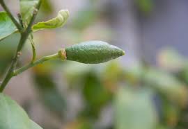 Check spelling or type a new query. The Lemon Tree Food And Tools
