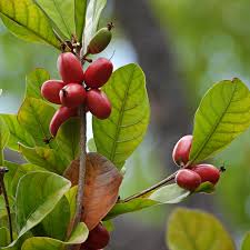Image result for Synsepalum revolutum
