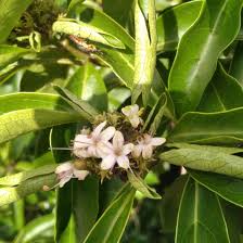 Image result for Volkameria glabra