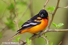Orange Bird With Black And White Wings Flashcards Table On Michigan Bird Identificatio Bird Identification Birds Bird Life List