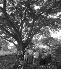 Adorno pecera acuario resina árbol raíz monstruo gigante. 2