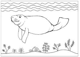 At present, there are three species of manatees in existence: Pin By Cs Pengadaan On Manatee Coloring Pages Animal Coloring Pages Coloring Pages Manatee Pictures
