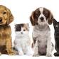 Volunteer at Valley Humane Society event image