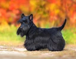 Image result for scottish terrier