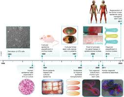 Pieces of tissues from the organ are removed aseptically; Regenerating Human Epithelia With Cultured Stem Cells Feeder Cells Organoids And Beyond Embo Molecular Medicine