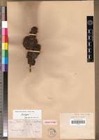 Image result for Girardinia bullosa