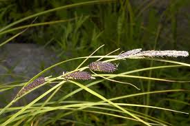 Image result for Carex echinochloe