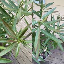 Image result for xylella fastidiosa oleander symptoms
