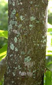 Image result for Berchemia discolor