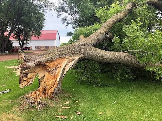 Emergency tree service response