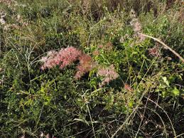 Image result for Melinis repens