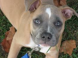 Maybe you would like to learn more about one of these? American Bulldog Roxie Mid America Bully Breed Rescue