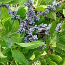 Image result for Myrica pilulifera