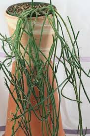 Ceropegia Ampliata Leuchterblume Zimmerpflanzen Pflanzen Und Blumen