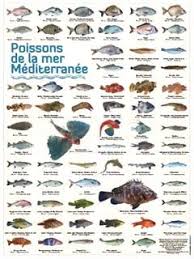 Epingle Sur Poisson