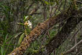 Image result for Cyrtorchis arcuata