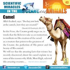 Its grunting and groaning, and its odd looks, could easily give the this would mean you could race a champion race horse against a camel in heavy sand and lose. Darussalamstore Com Camel Allah The Exalted Says Do They Not Look At The Camels How They Are Created Soorah Al Ghashiyah 88 17 In This Verse The Creator Gently Urges Us In Words That