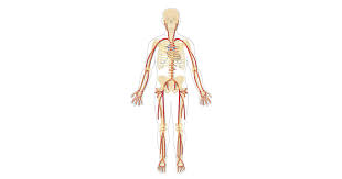 On this photo the iliac arteries are visible as they are more superficial. Major Systemic Arteries
