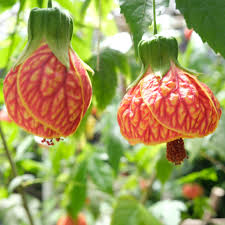 Image result for Abutilon austro-africanum