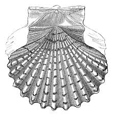 Get thousands of vector art in ai, svg, eps and cdr. 11 Vintage Seashell Clip Art Images The Graphics Fairy