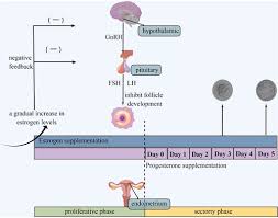 Image result for Sequential Estrogen Replacement